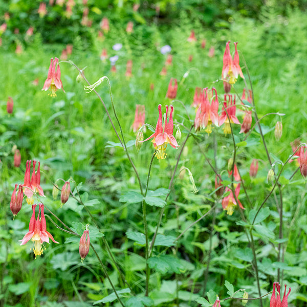 
    



Columbine - Wild 
