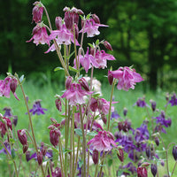 
    



Columbine 'Grandmother's Garden'
