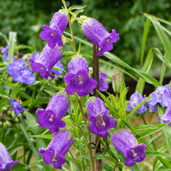 
    



Canterbury Bells 'Blue'
