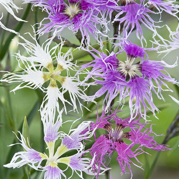 
    



Pink - Fringed 'Rainbow Loveliness'
