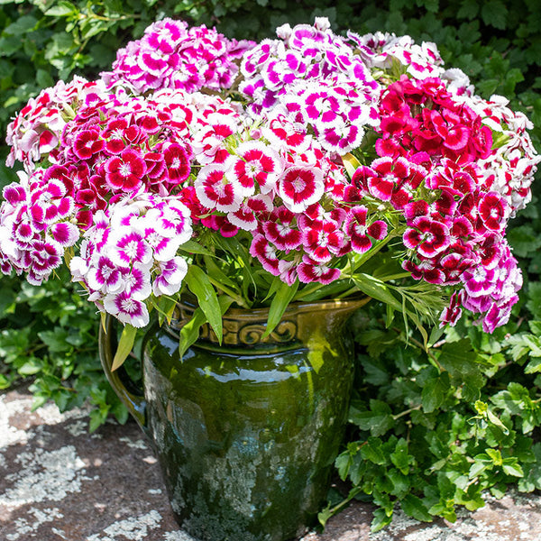 
    



Sweet William 'Auricula Eyed'
