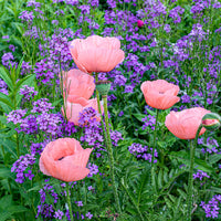
    



Poppy - Oriental 'Princess Victoria Louise'
