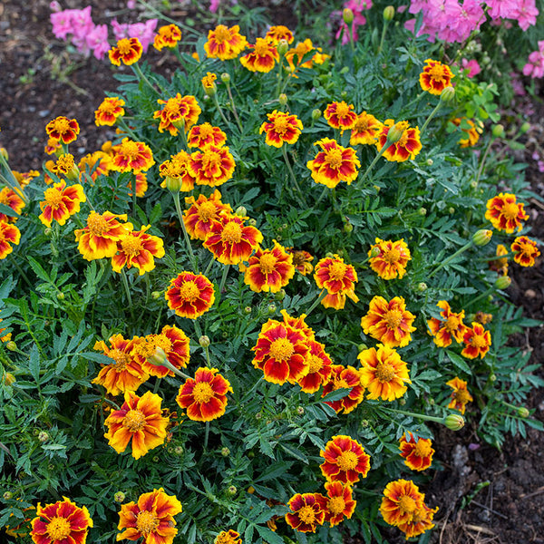 
    



Marigold 'Legion of Honor'
