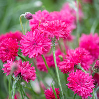 
    



Cornflower 'Red Boy'
