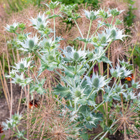 
    



Sea Holly 'Miss Willmott's Ghost'
