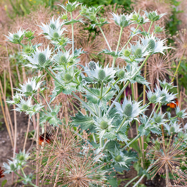 
    



Sea Holly 'Miss Willmott's Ghost'

