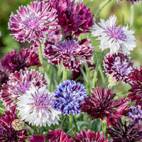 
    



Cornflower 'Classic Magic'
