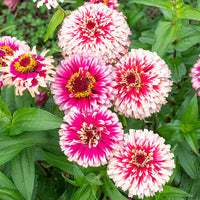 
    



Zinnia 'Mazurkia'
