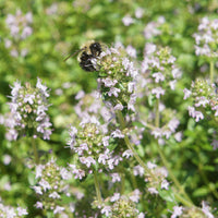 
    



Creeping Thyme
