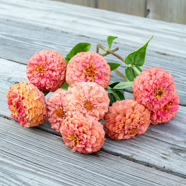 
    



Zinnia 'Oklahoma Salmon'
