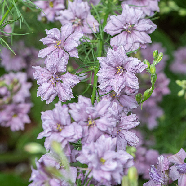 
    



Larkspur 'Misty Lavender'
