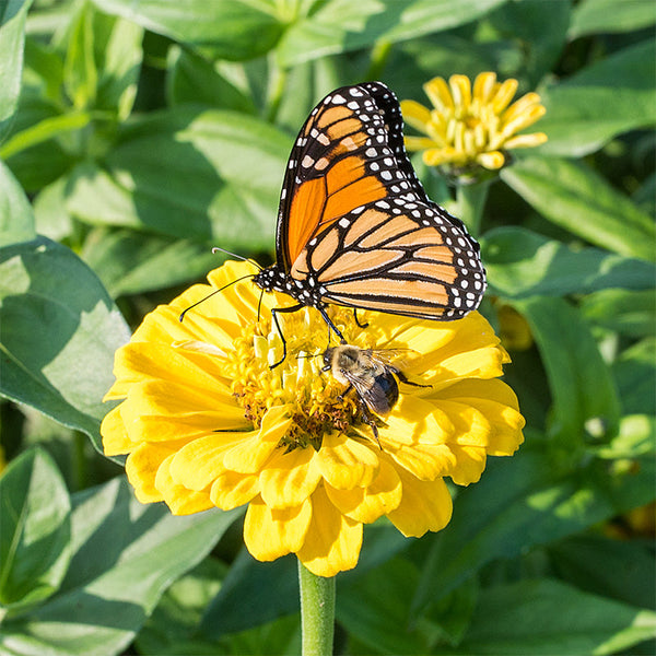 
    



Zinnia 'Golden State'
