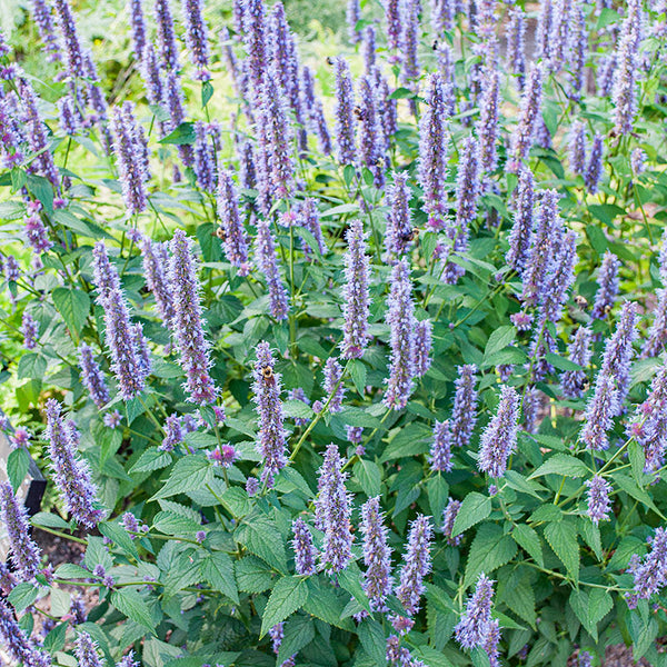 
    



Agastache 'Lavender Hyssop' Organic
