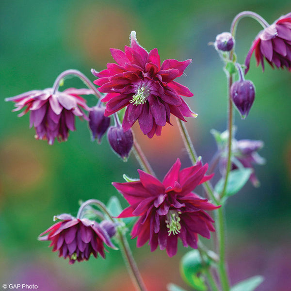 
    



Columbine 'Ruby Port'
