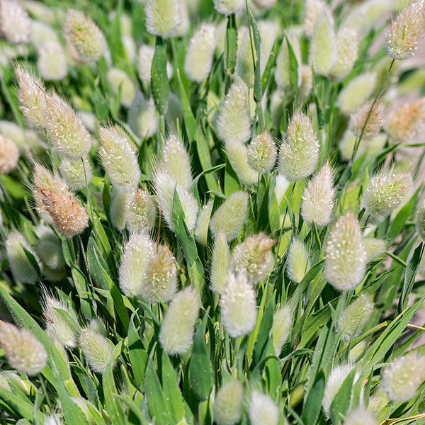 
    



Grass - Bunny Tails
