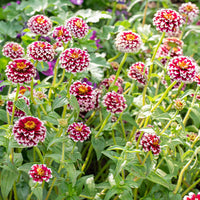 
    



Zinnia 'Jazzy Red'
