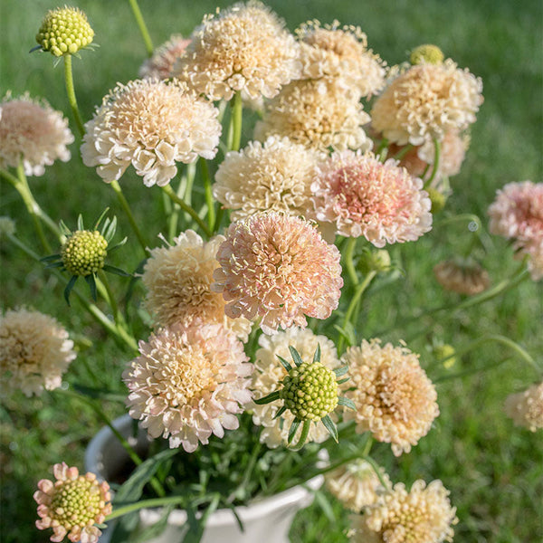 
    



Sweet Scabious 'Fata Morgana' Organic
