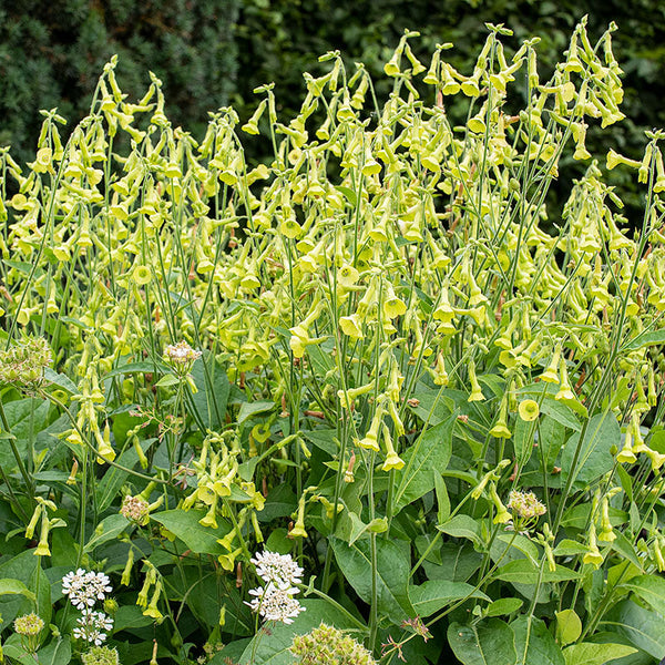 
    



Tobacco 'Langsdorff's Tobacco'
