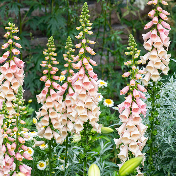 
    



Foxglove 'Dalmatian Peach' F1

