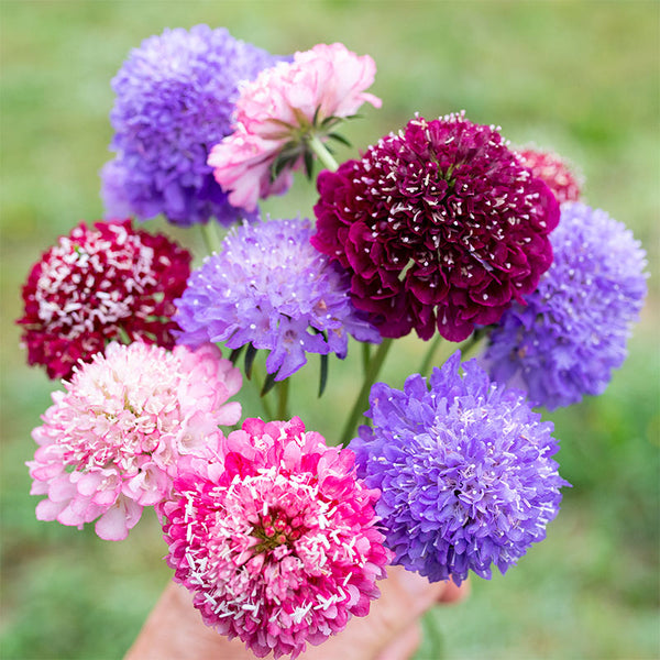 
    



Sweet Scabious 'QIS® Mix'
