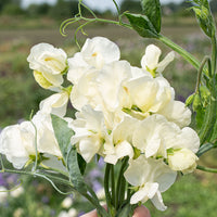 
    



Sweet Pea 'Jilly'
