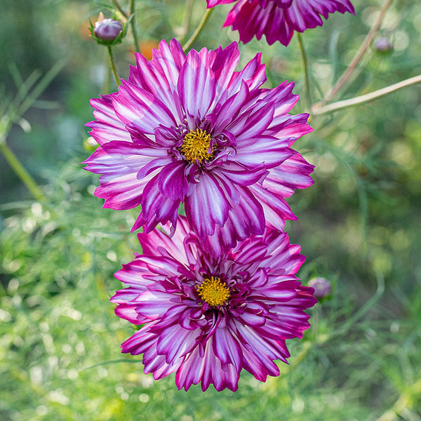 
    



Cosmos 'Double Click Bicolor Violet'
