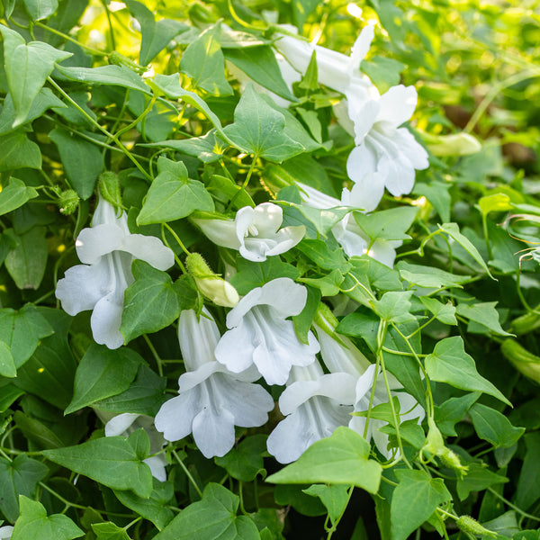 
    



Asarina 'Snowwhite'
