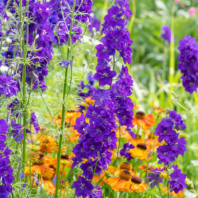Hardy Annual Seeds