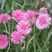
    



Cornflower 'Pinkie'
