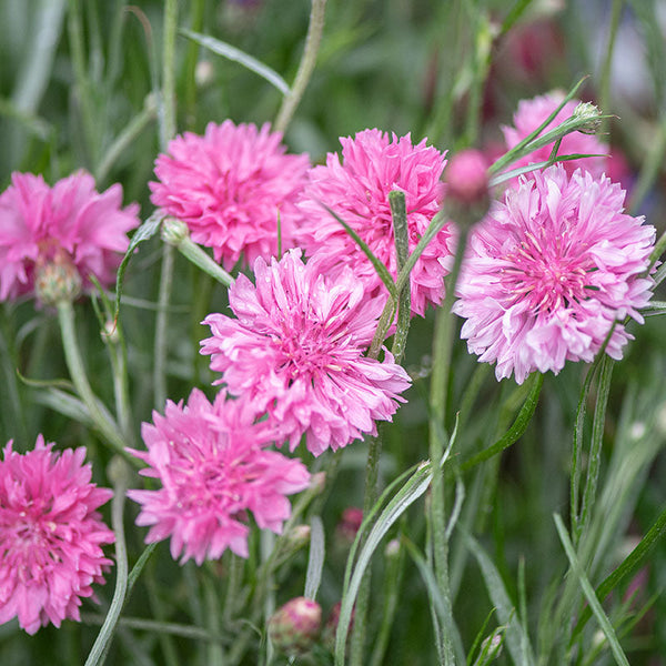 
    



Cornflower 'Pinkie'
