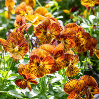 
    



Viola 'Tiger Eye Mix' F1
