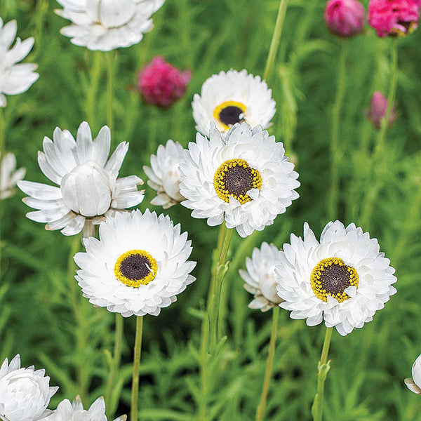
    



Strawflower 'Pierrot White'
