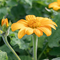 
    



Sunflower - Mexican 'Yellow Torch'

