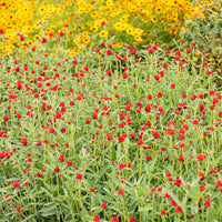 
    



Globe Amaranth 'Strawberry Fields'
