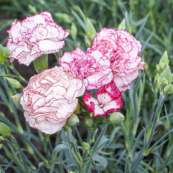 
    



Carnation 'Chabaud Giants Benigna'
