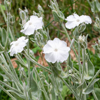 
    



Rose Campion 'Alba'
