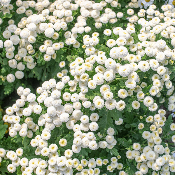 
    



Feverfew 'Snowball'

