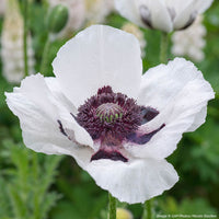 
    



Poppy - Oriental ‘Royal Wedding'
