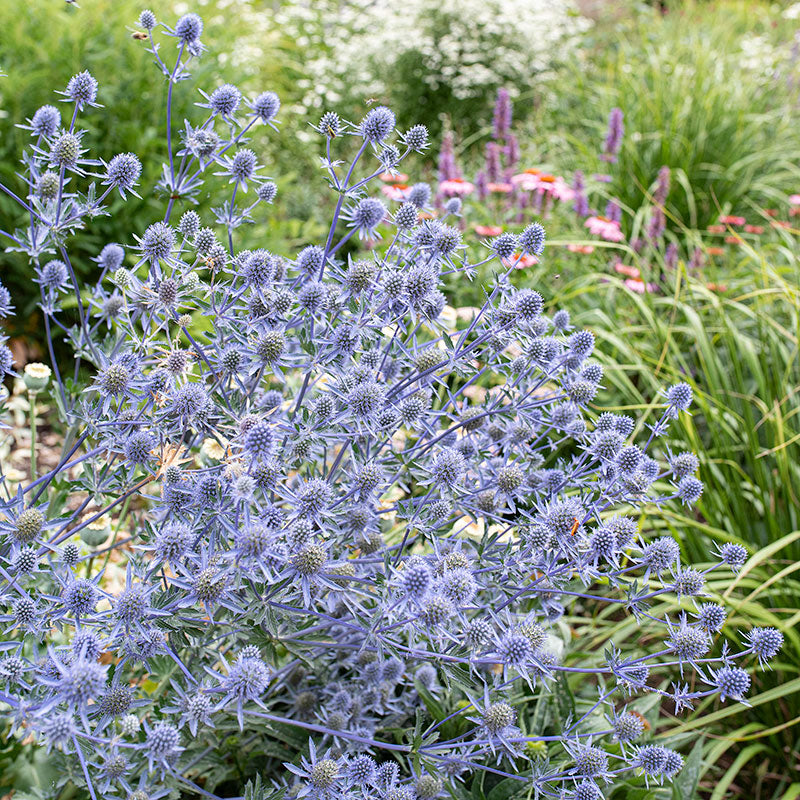 Sea Holly Seeds