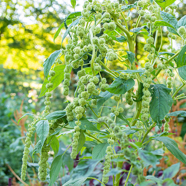 
    



Amaranth 'Green Pearls' Organic
