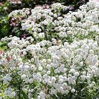 
    



Achillea 'Double Diamond'
