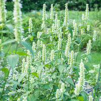 
    



Agastache 'Licorice White'
