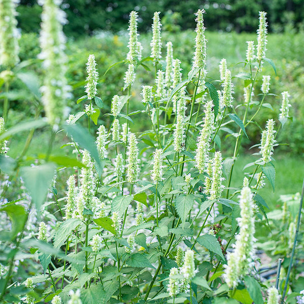 
    



Agastache 'Licorice White'
