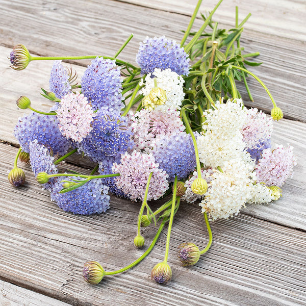 
    



Didiscus 'Lace Mix'
