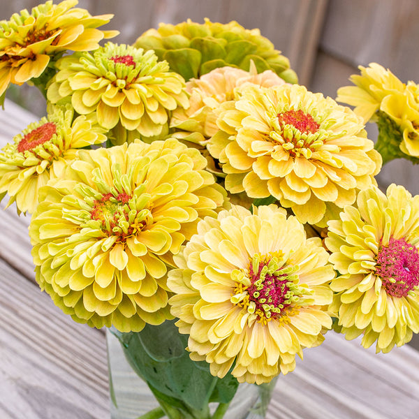 
    



Zinnia 'Queeny Lemon Peach'
