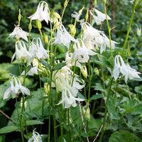 
    



Columbine 'Munstead White'
