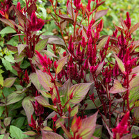 
    



Celosia 'Mega Punk' Organic
