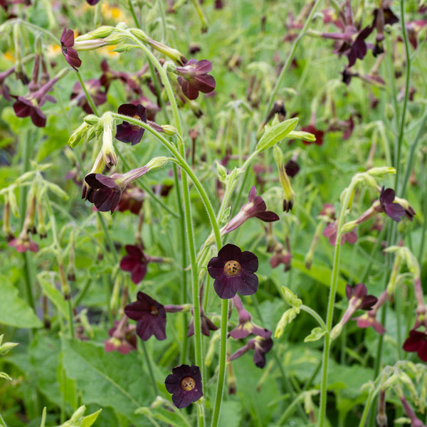 
    



Tobacco 'Select Chocolate Chip'
