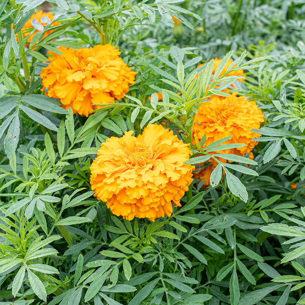 
    



Marigold - African 'Hawaii'
