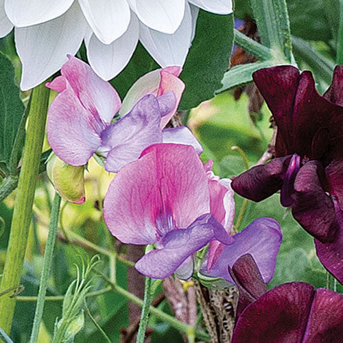 
    



Sweet Pea 'Enchante'
